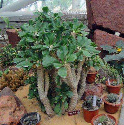 大戟属3个多肉品种植株离体培养试验研究