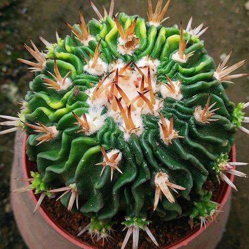 大戟属3个多肉品种植株离体培养试验研究