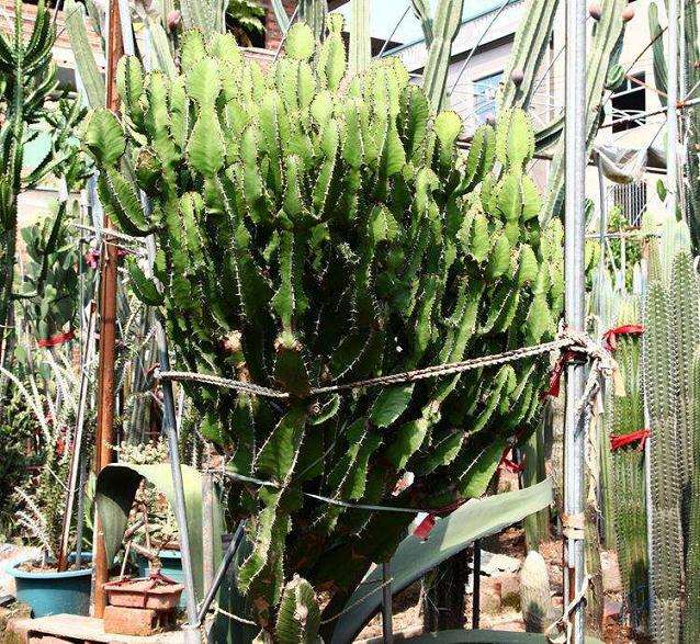 大戟多肉植株矮化与株型调控试验研究