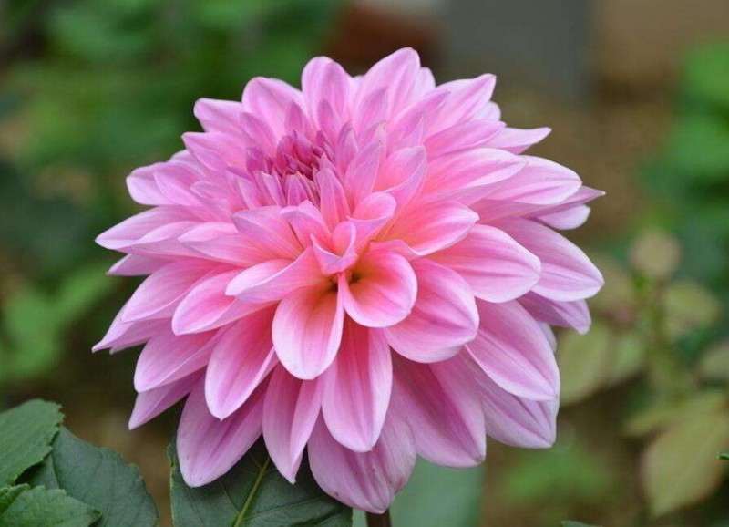 大丽花盆栽怎么松土光照的方法 图片