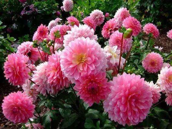 大丽花盆栽怎么浇水施肥的方法 图片