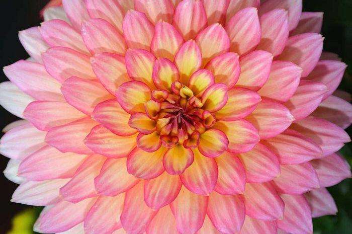 大丽花盆栽怎么浇水施肥的方法 图片