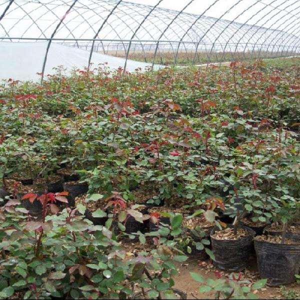 大棚盆栽月季霜霉病怎么防治试验 图片