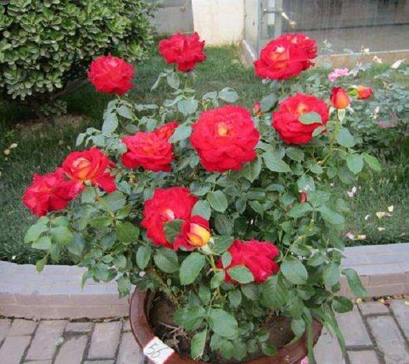 大棚盆栽月季霜霉病怎么防治试验 图片