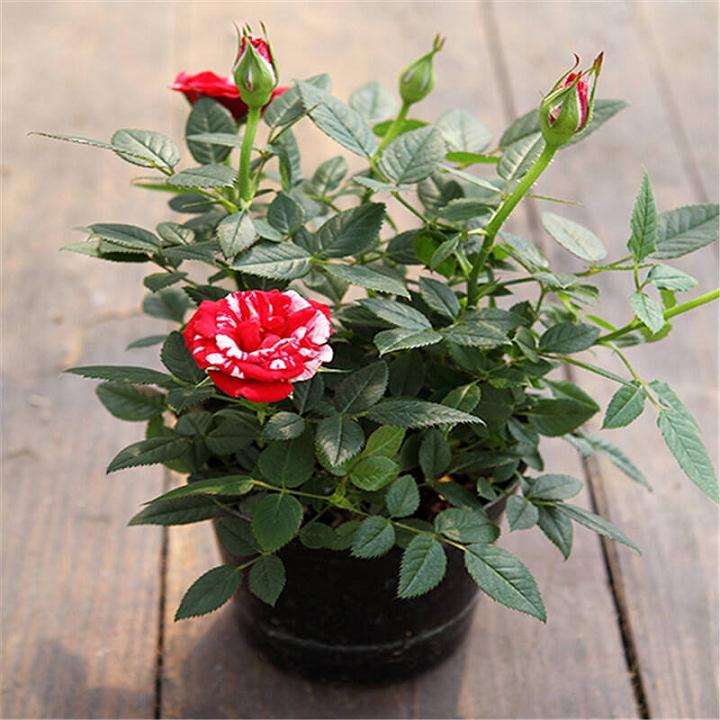 大棚盆栽月季霜霉病怎么防治试验 图片