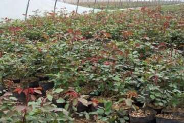 大棚盆栽月季霜霉病怎么防治试验 图片