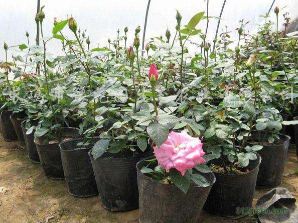 大棚盆栽月季霜霉病怎么防治试验 图片