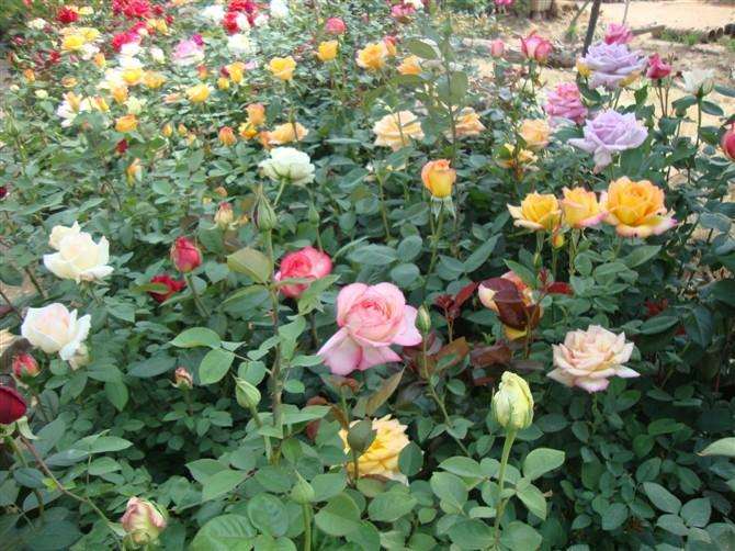 大田与盆栽条件下重金属镉赋存形态差异