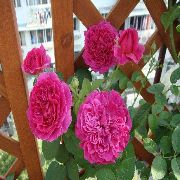 大田与盆栽条件下重金属镉赋存形态差异