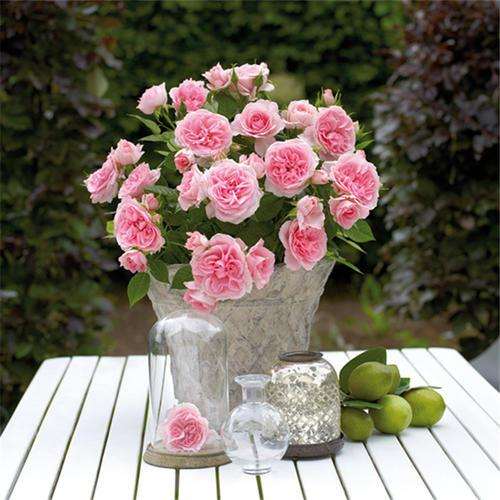 大田与盆栽条件下重金属镉赋存形态差异