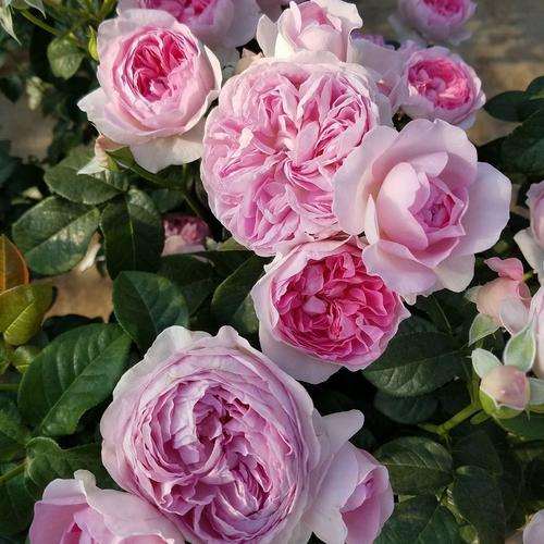 大田与盆栽条件下重金属镉赋存形态差异