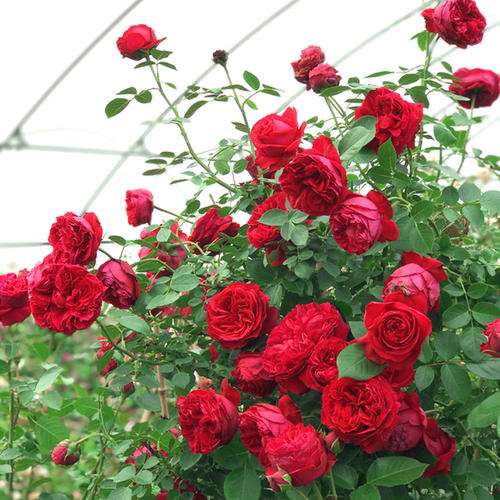 大田与盆栽条件下重金属镉赋存形态差异