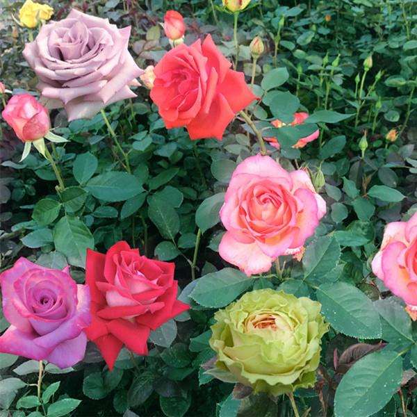 大田与盆栽条件下重金属镉赋存形态差异