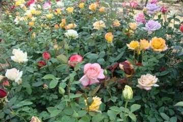 大田与盆栽条件下重金属镉赋存形态差异