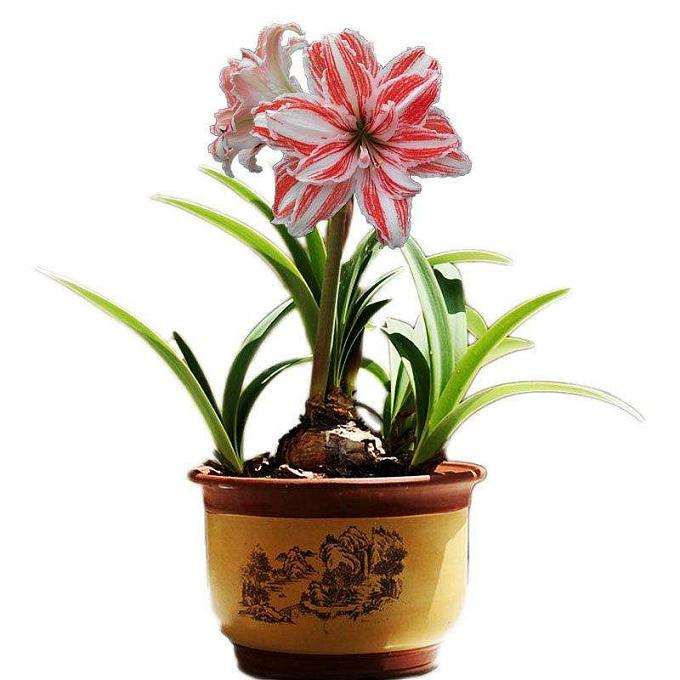 大学生室内盆栽花卉创业项目调查 图片