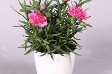 大学生室内盆栽花卉创业项目调查 图片