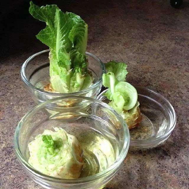 补光光照强度对室内盆栽生菜生长的影响