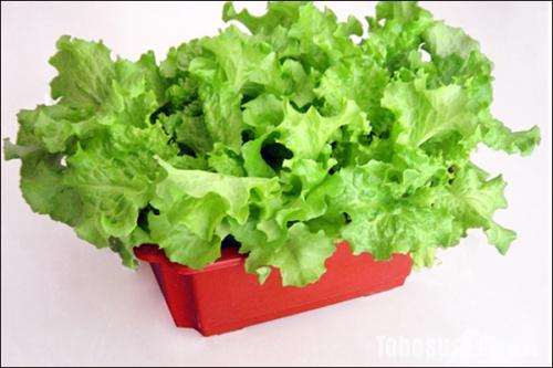 补光光照强度对室内盆栽生菜生长的影响