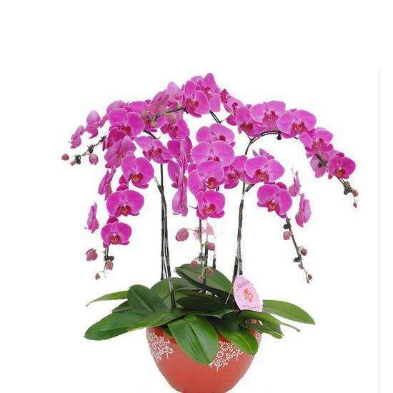 室内花卉盆栽的市场分析 图片