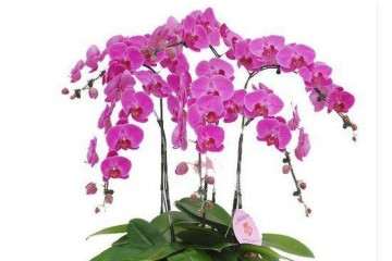 室内花卉盆栽的市场分析 图片