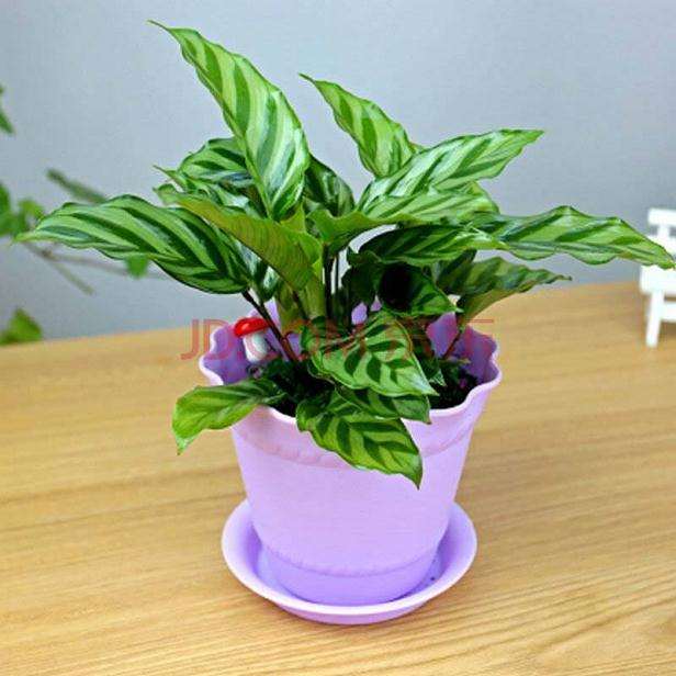 大学生盆栽花卉创业竞争的分析 图片