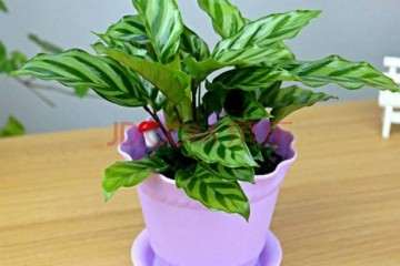 大学生盆栽花卉创业竞争的分析 图片