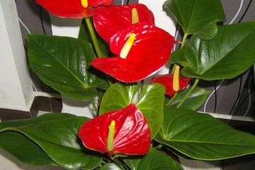 大学生室内盆栽花卉创业可行性分析