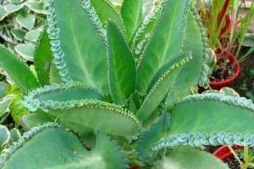 大叶落地生根及其盆栽的技术 图片