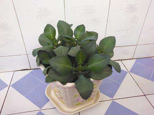 大叶落地生根盆栽的营养土怎么配置