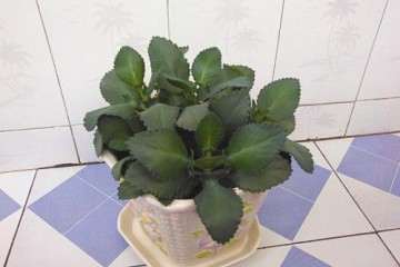 大叶落地生根盆栽的营养土怎么配置