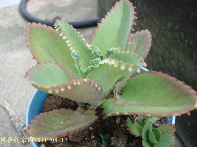 大叶落地生根盆栽幼苗怎么繁殖的方法