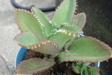 大叶落地生根盆栽幼苗怎么繁殖的方法