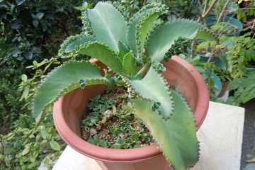 大叶落地生根盆栽怎么肥水管理的方法