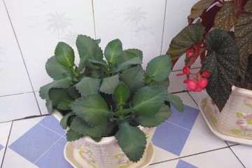 大叶落地生根盆栽怎么避暑与防寒管理