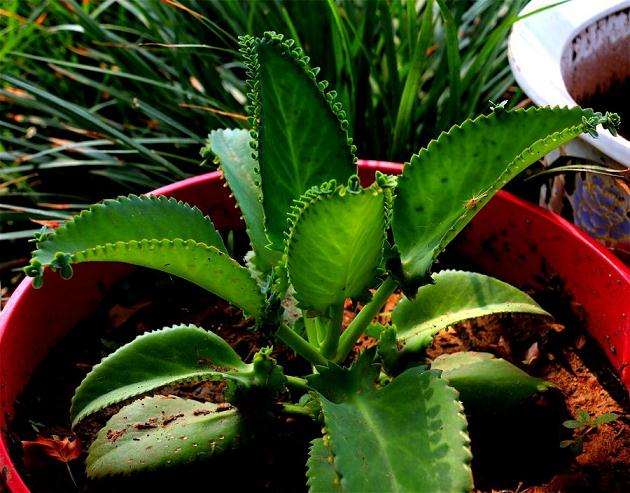 大叶落地生根盆栽怎么病虫害防治