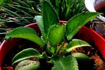 大叶落地生根盆栽怎么病虫害防治