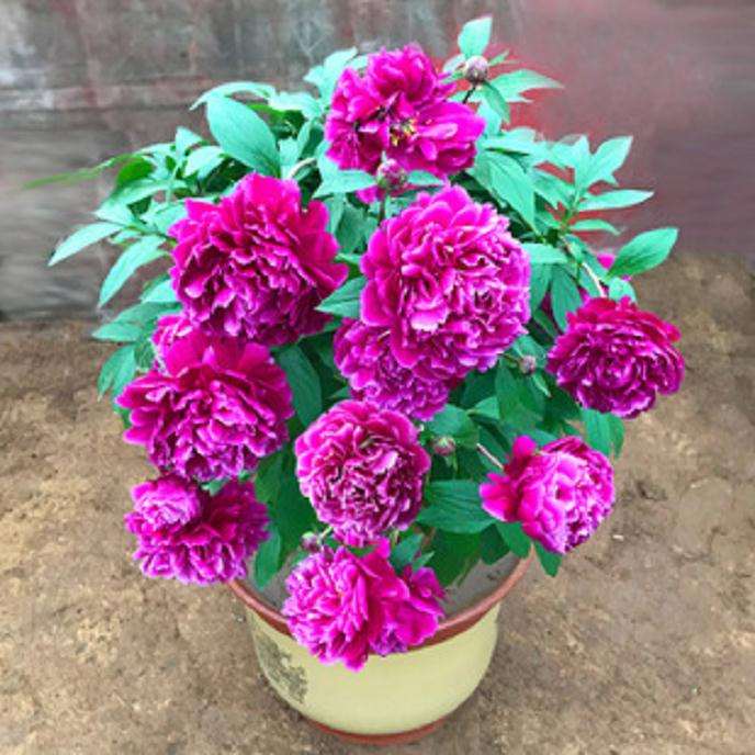 氮水平对盆栽芍药生长发育及氮代谢的影响