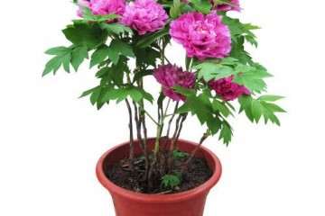 氮水平对盆栽芍药生长发育及氮代谢的影响