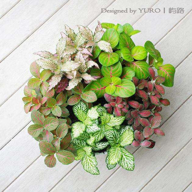 地被植物网纹草标准化盆栽技术研究