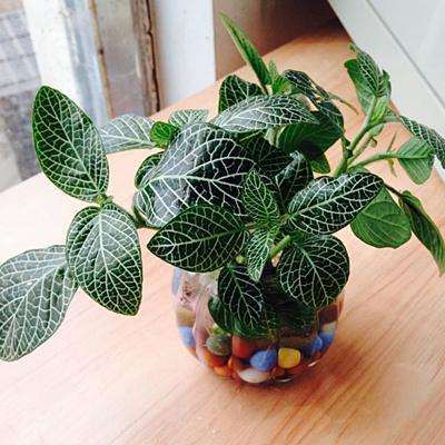 地被植物网纹草标准化盆栽技术研究