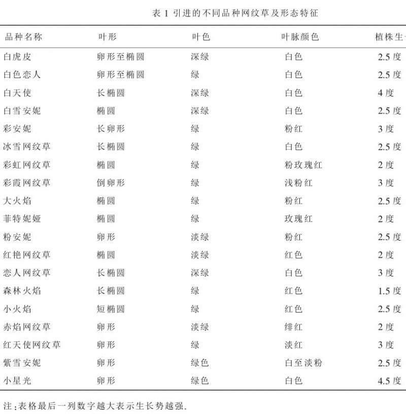 网纹草盆栽基质怎么筛选的方法 图片
