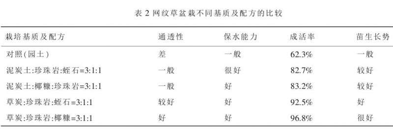 网纹草盆栽基质怎么筛选的方法 图片