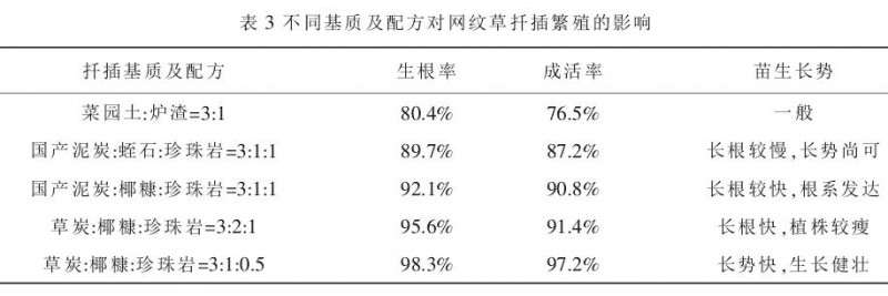 网纹草盆栽怎么扦插繁殖及管理 图片