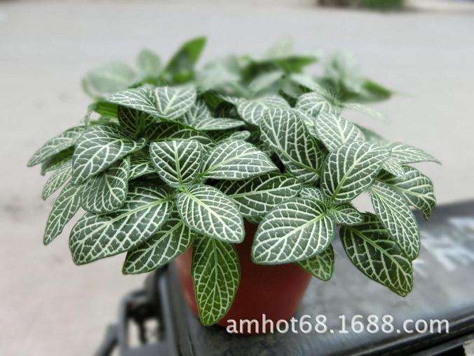 网纹草盆栽怎么管理的3个规程 图片