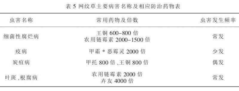 网纹草盆栽怎么病虫害管理的方法 图片