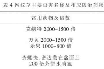 网纹草盆栽怎么病虫害管理的方法 图片