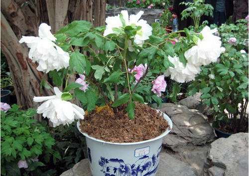 云南引进牡丹盆栽技术 图片