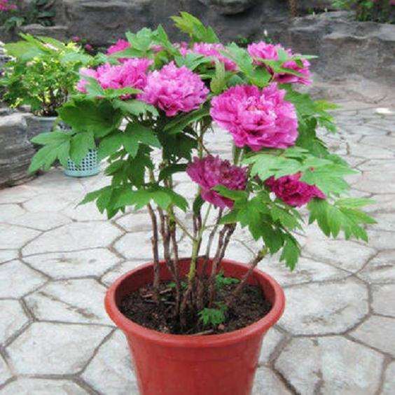 滇西牡丹盆栽怎么栽培的环境条件 图片