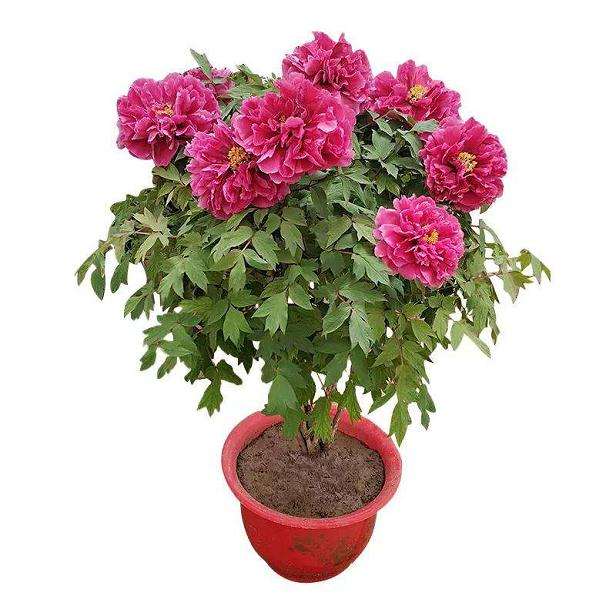 牡丹盆栽怎么选择品种和容器的方法 图片