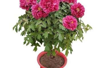 牡丹盆栽怎么选择品种和容器的方法 图片